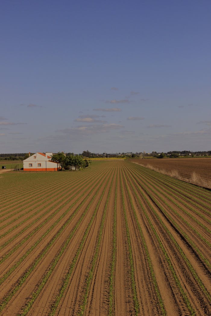 creative-02 Agricultural field with tilled soil and green plants near rural house against cloudless blue sky