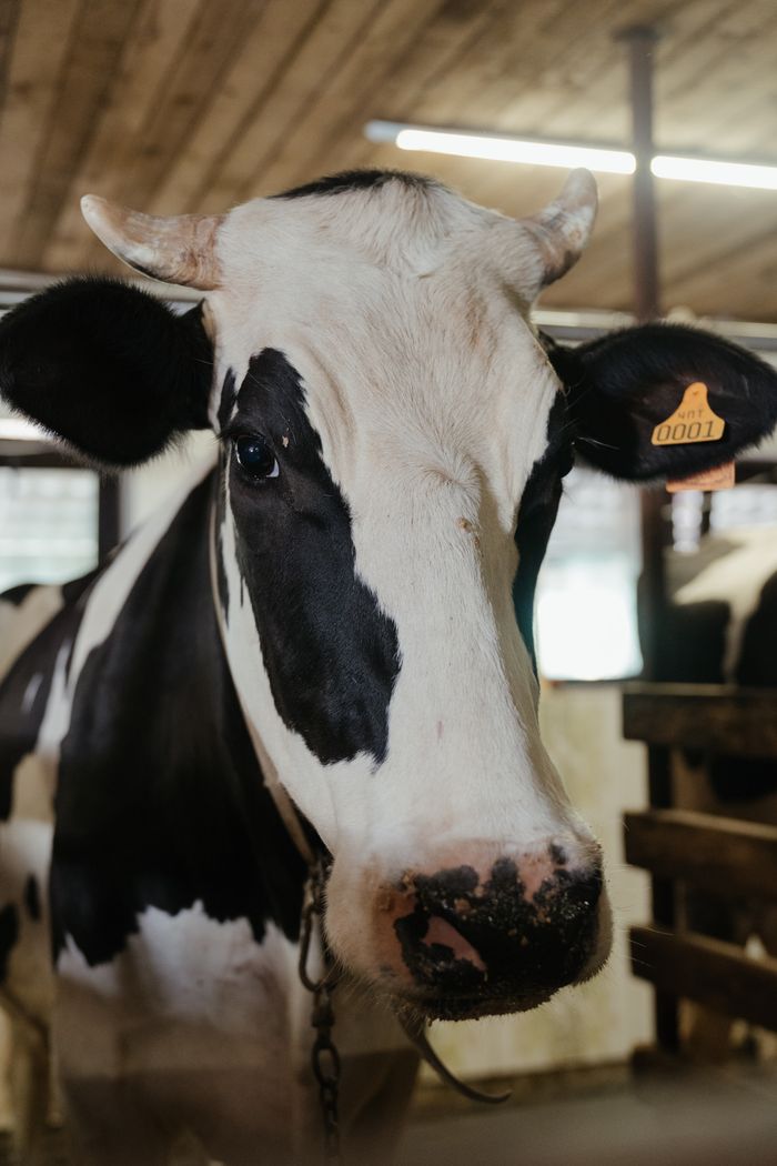 Mastering the First Impression: Your intriguing post title goes here Detailed view of a Holstein cow inside a barn, showcasing its distinctive black and white fur pattern.